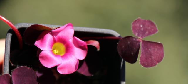 用莲花代表重生——重新焕发生机的美丽(莲花之美与重生的象征意义)