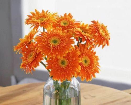 非洲菊插花养护技巧有哪些？如何保持非洲菊插花新鲜？