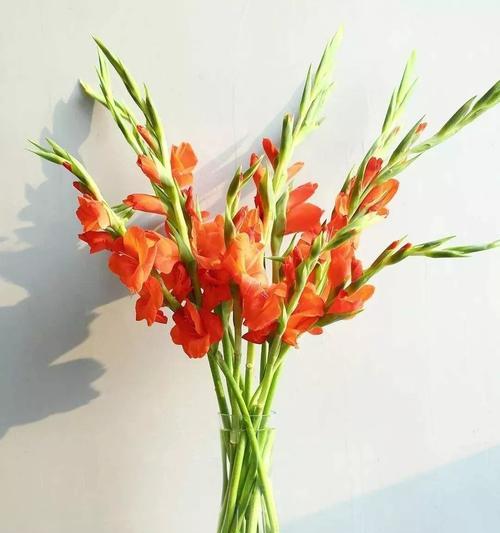 非洲菊插花养护技巧有哪些？如何保持非洲菊插花新鲜？