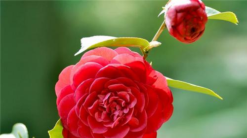 红色山茶花的花语与象征意义（红色山茶花）