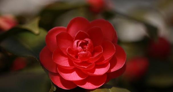 红色山茶花的花语与象征意义（红色山茶花）