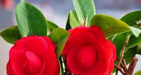 红色山茶花的花语与象征意义（红色山茶花）