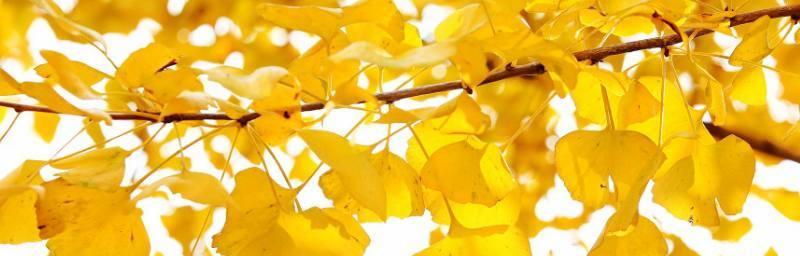 叶子的象征意义是什么？如何解读叶子在文化中的含义？