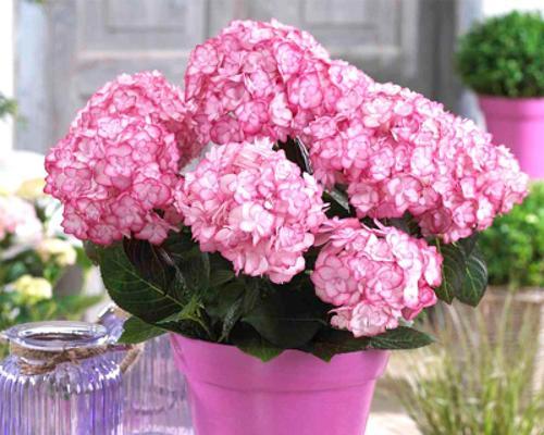 绣球花的花语及象征意义(绣球花的美丽与祝福) 绣球花的花语及象征意义(绣球花的美丽与祝福)