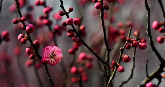 红梅什么品种最好？如何挑选最佳红梅品种？