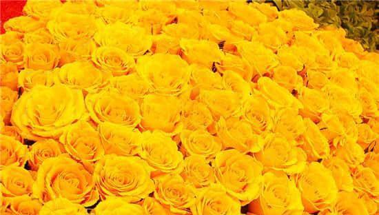 黄玫瑰的花语与象征意义（用黄玫瑰传递的幸福和友谊）