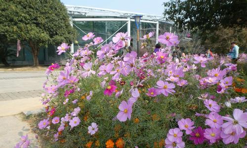 格桑花播种的最佳时间是什么时候？如何确保高成活率？