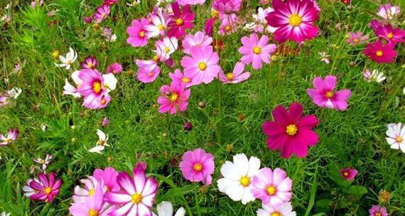 格桑花播种的最佳时间是什么时候？如何确保高成活率？