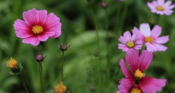 格桑花播种的最佳时间是什么时候？如何确保高成活率？