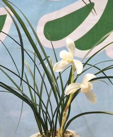 代表高洁的植物有哪些？它们各自有什么特点？