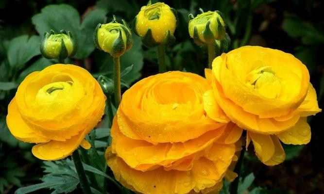 探寻我最喜欢的花——玫瑰（优雅之花）