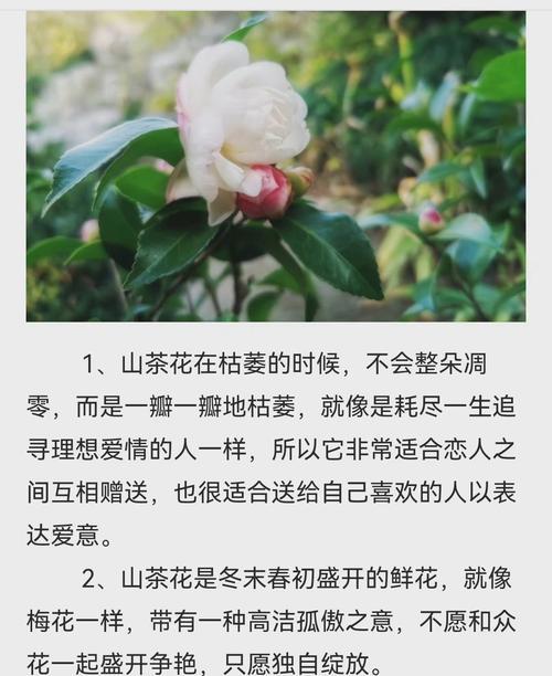 探寻我最喜欢的花——玫瑰(优雅之花)