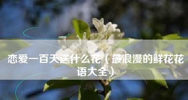 探寻我最喜欢的花——玫瑰（优雅之花）