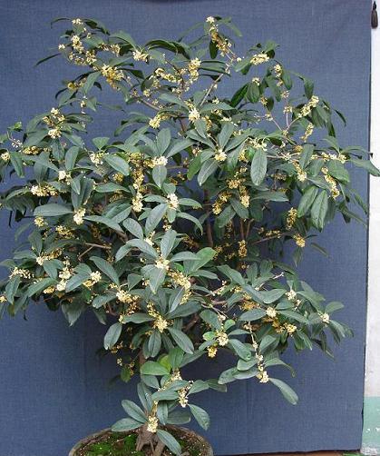 桂花浇水频率如何根据季节调整？春夏秋冬浇水有何不同？