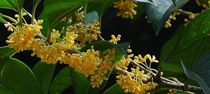 桂花浇水频率如何根据季节调整？春夏秋冬浇水有何不同？