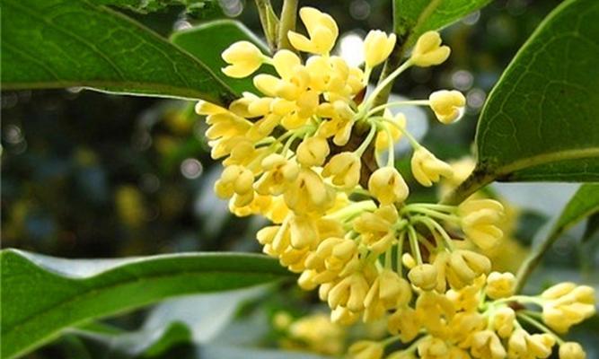 桂花浇水频率如何根据季节调整？春夏秋冬浇水有何不同？