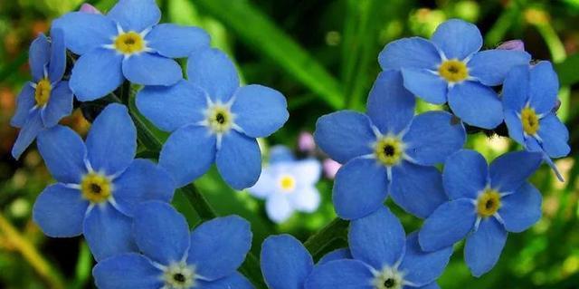 永恒的友谊——以康乃馨花语为主题（康乃馨花语传递友谊的力量）