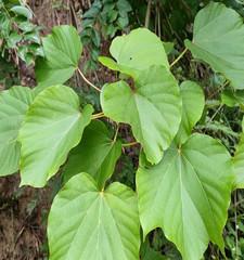 桐子叶属于哪种树的叶子？如何辨别桐子叶的树种？