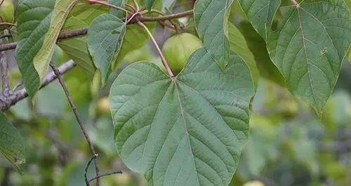 桐子叶属于哪种树的叶子？如何辨别桐子叶的树种？