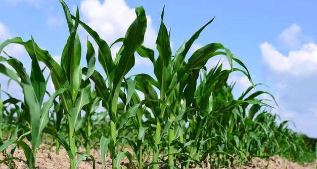 玉米的象征意义及品质（探究玉米在文化中的地位与作用）