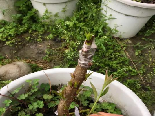 桃树嫁接的最佳时间是什么时候？如何提高成活率？