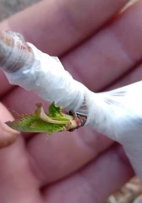 桃树嫁接的最佳时间是什么时候？如何提高成活率？