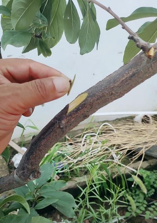 桃树嫁接的最佳时间是什么时候？如何提高成活率？