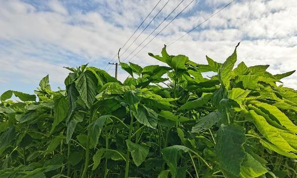 汉菜亩产量多少斤？一亩地产量是多少公斤？