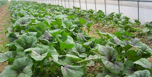 汉菜亩产量多少斤？一亩地产量是多少公斤？