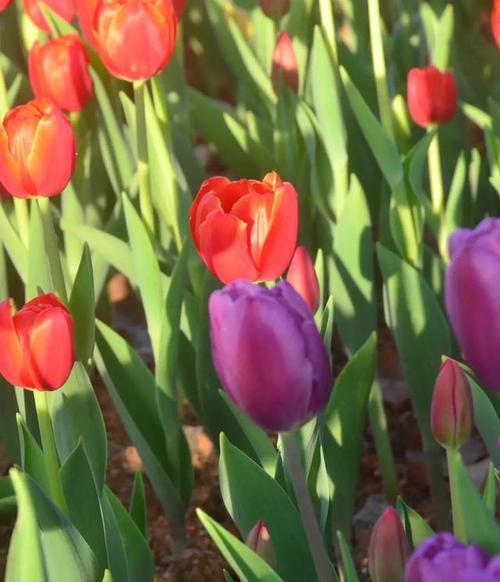 紫色郁金香的花语——寓意高贵、神秘与热情（探索紫色郁金香的花语和意义）