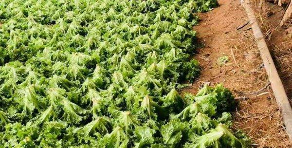 汉菜亩产量多少斤？一亩地产量是多少公斤？