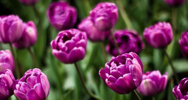 紫色郁金香的花语——寓意高贵、神秘与热情（探索紫色郁金香的花语和意义）
