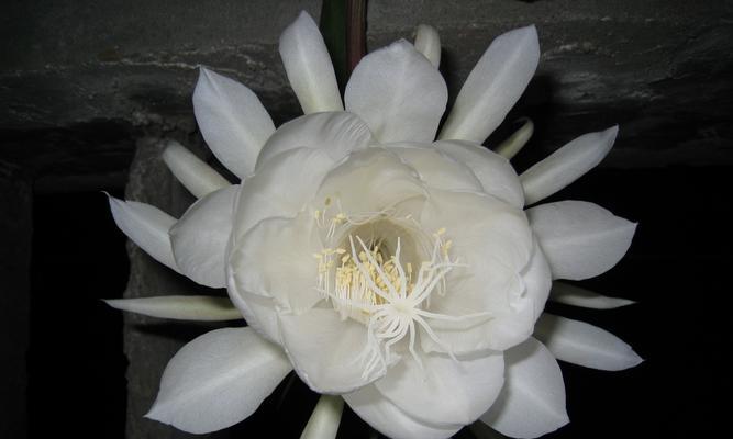 昙花花语的传说故事（一朵绽放一晚的昙花）