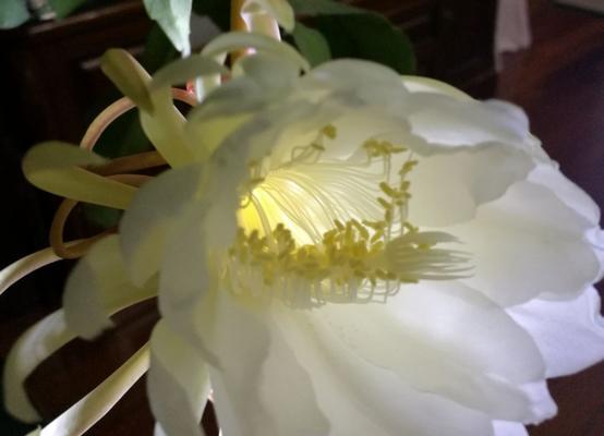 一朵绽放一晚的昙花 昙花花语的传说故事