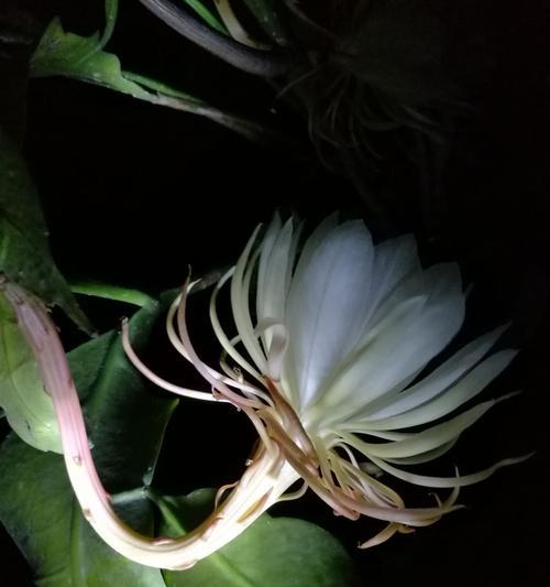 昙花花语的传说故事（一朵绽放一晚的昙花）