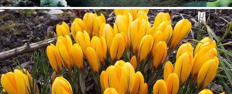 藏红花一年开几次花？如何正确种植以提高开花次数？