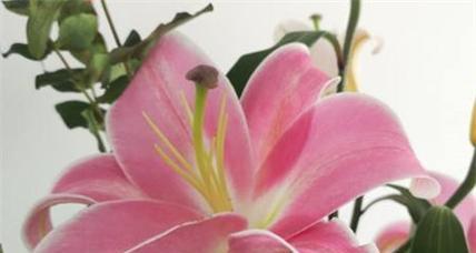 百合花的花语及文化意义（探寻百合花的深层含义与象征）