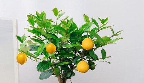 柠檬树插枝能活吗？如何正确进行插枝操作？