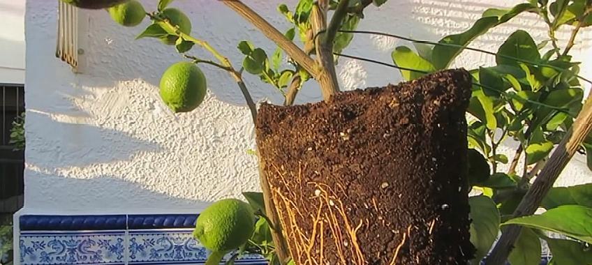 柠檬树插枝能活吗？如何正确进行插枝操作？