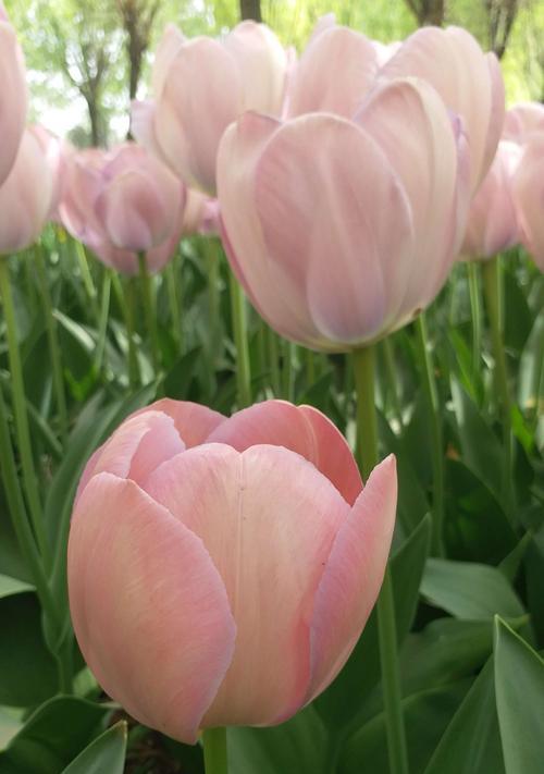 郁金香的象征义与美丽风采（郁金香——荷兰的国花与爱情的使者）