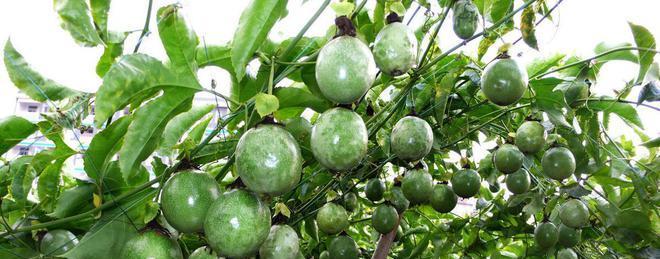 百香果的生长习性特点是什么？如何正确种植和管理？