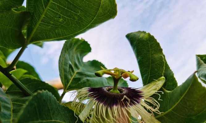 百香果的生长习性特点是什么？如何正确种植和管理？