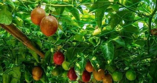 百香果的生长习性特点是什么？如何正确种植和管理？