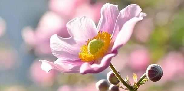 秋牡丹花语及其美丽代表的含义（秋牡丹的花语解读及传递的情感）