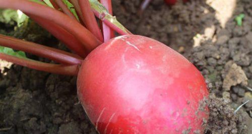 如何延长胡萝卜的保存时间？有效方法有哪些？