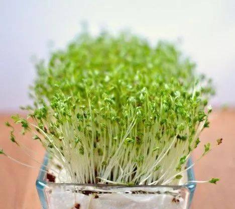 如何延长胡萝卜的保存时间？有效方法有哪些？