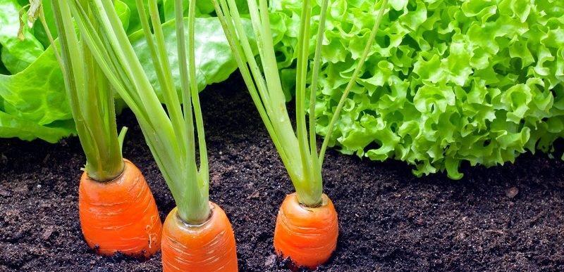 如何延长胡萝卜的保存时间？有效方法有哪些？