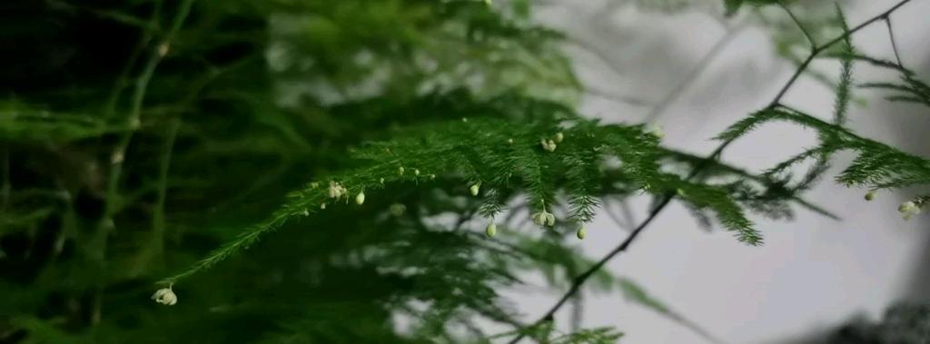 探秘文竹开花的奇迹与含义 文竹的开花时间和寓意