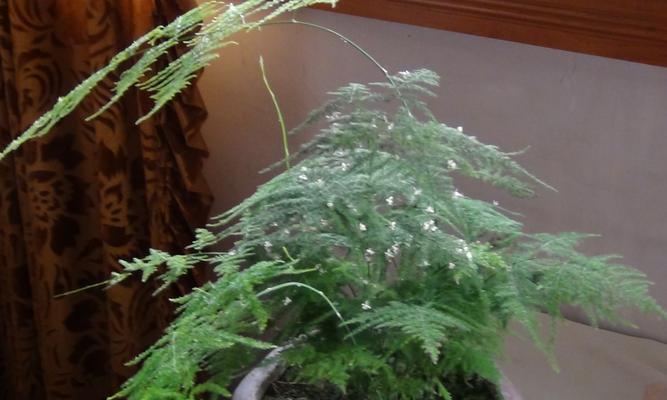 文竹的开花时间和寓意（探秘文竹开花的奇迹与含义）