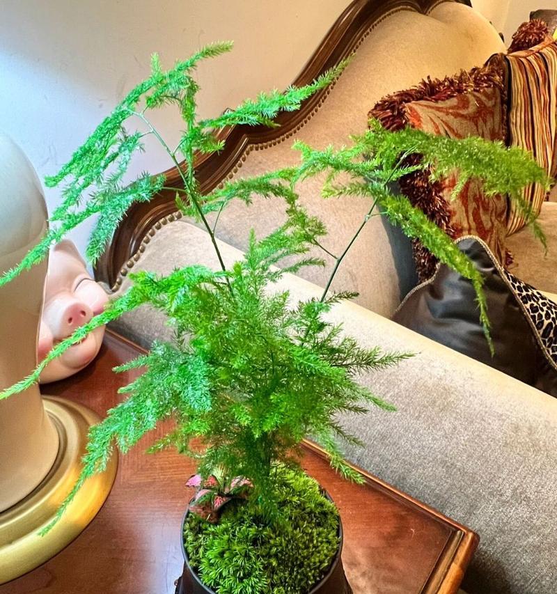 文竹的开花时间和寓意（探秘文竹开花的奇迹与含义）